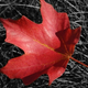 Illustration for article titled Shooting Challenge Fall Leaves Gallery 10